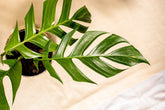 Rhaphidophora korthalsii sp. Papua